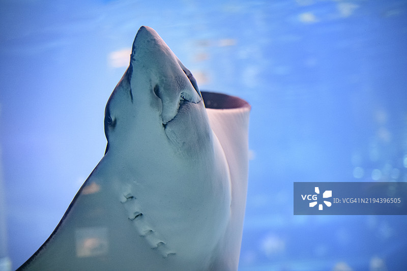 一只黄貂鱼在蓝色海洋中滑行的特写，突出其独特特征和水下流畅的动作。图片素材
