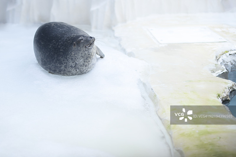 可爱的海豹在冰冷的岩石上休息图片素材