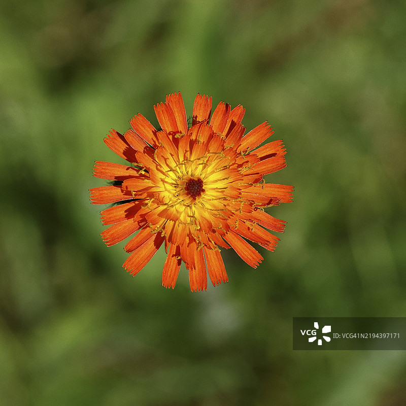 橙色鹰草（Hieracium aurantiacum）在粗糙的草地上盛开的特写，地点：德国北莱茵-威斯特法伦州威尔斯多夫，欧洲图片素材