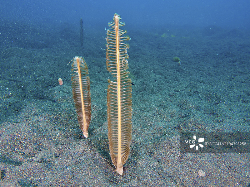 海底的两根海羽（Virgularia）在沙质海床上，潜水地点：巴厘岛乌梅亚尼亚尔的普里贾提，印度尼西亚，亚洲图片素材