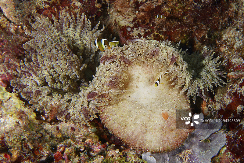 两只小丑鱼在一个大型玻璃珠海葵（Heteractis aurora）中，周围是五彩斑斓的珊瑚礁，潜水地点为巴厘岛门江岸的珊瑚花园。图片素材