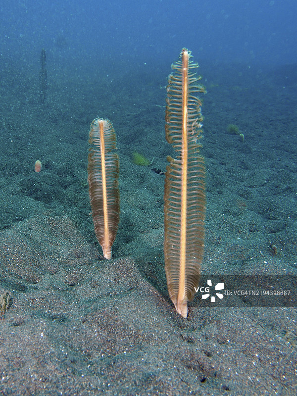 两根海羽(Virgularia)直立在沙质海床上,潜水地点:巴厘岛乌梅阿尼亚尔的普里贾提,印度尼西亚,亚洲图片素材