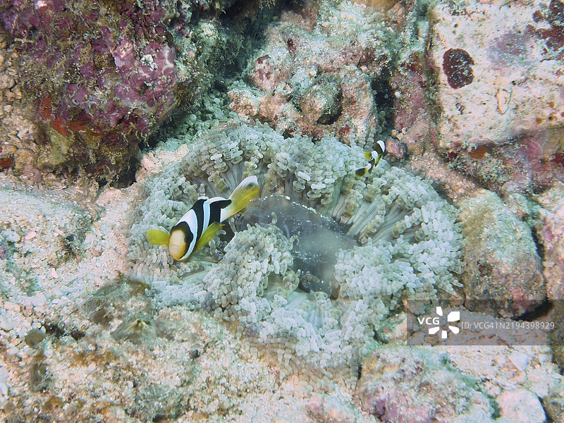 两只小丑鱼在印度尼西亚巴厘岛Permuteran潜水点的珊瑚礁上探索五彩斑斓的玻璃珠海葵(Heteractis aurora)图片素材