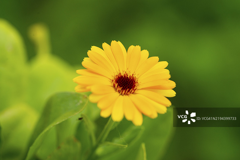 阳光下,绿色背景中的单朵黄色花朵特写,位于下巴伐利亚的伊萨河洪泛区,介于普拉特林和德根多夫之间。图片素材