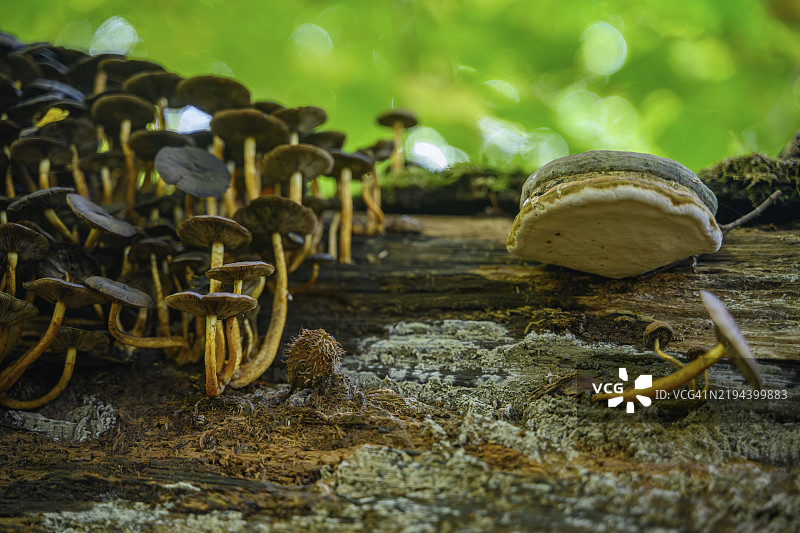 在森林中，许多蘑菇生长在倒下的树干附近，施陶宾，下巴伐利亚图片素材