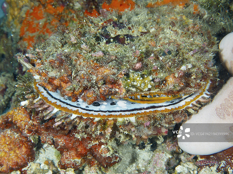 伪装的大型变异刺贝（Spondylus varius）在珊瑚礁中，色彩斑斓的贝壳结构，潜水地点：巴厘岛，印尼，亚洲的Prapat，Penyapangan。图片素材