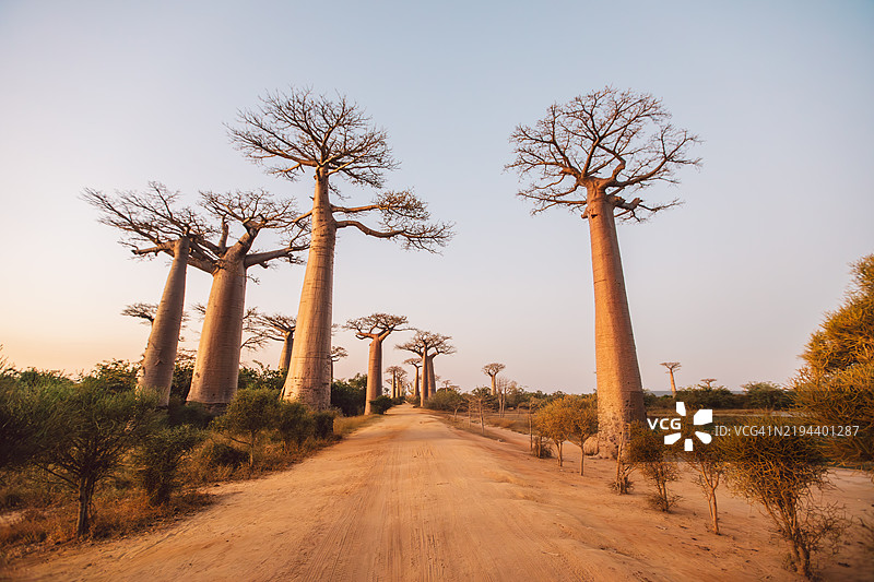 马达加斯加图片素材