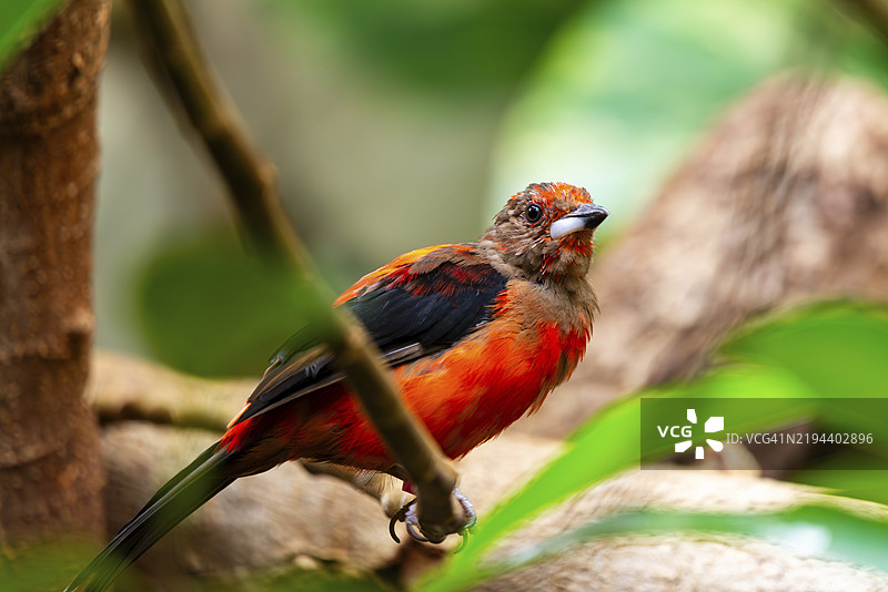 一只红黑相间的鸟栖息在茂密丛林中的树枝上，斯特劳宾动物园，巴伐利亚下部。图片素材