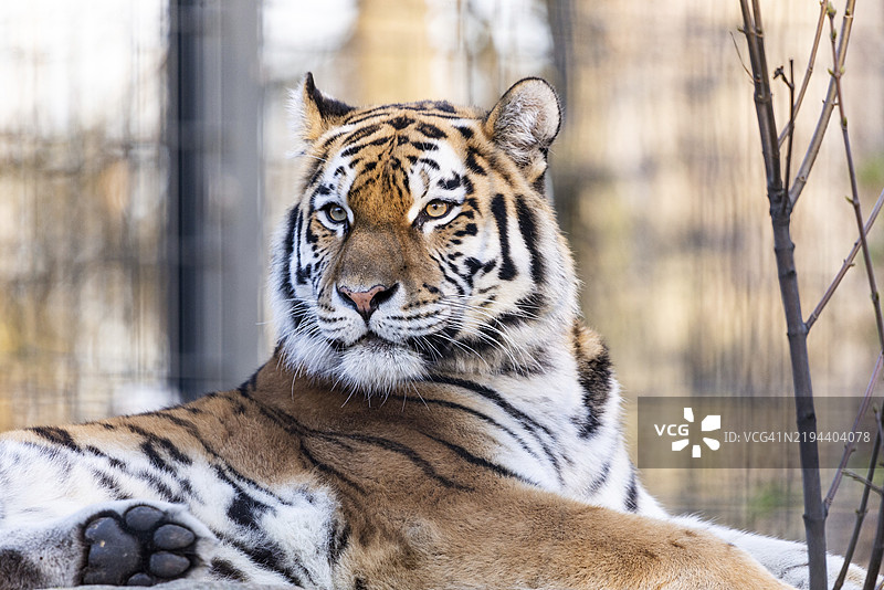 一只威严的老虎悠闲地躺着，侧目而视，周围是自然背景，斯特劳宾动物园，巴伐利亚下部。图片素材