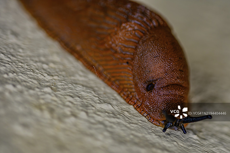 一只棕色海蛞蝓在表面上，博根，巴伐利亚州下部图片素材