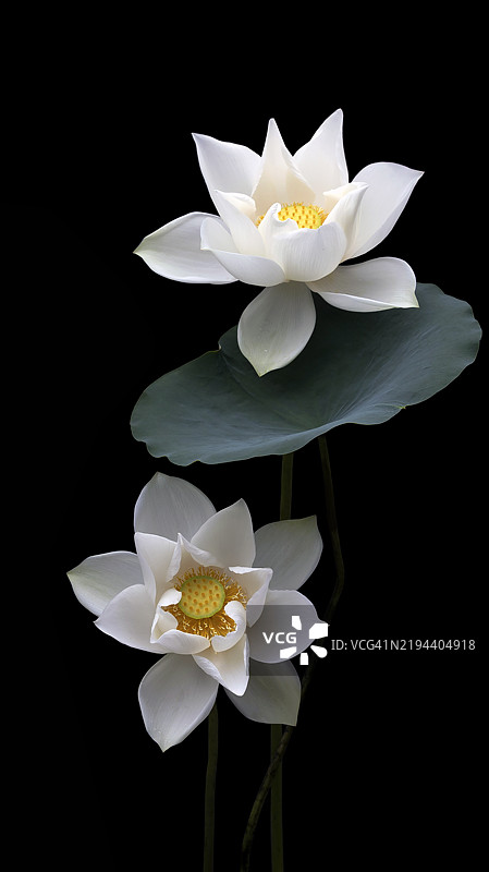 白色睡莲特写，背景为黑色图片素材