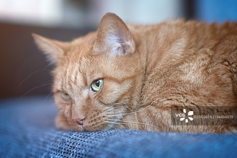 特写的姜黄色猫躺在沙发上，横向图像，选择性对焦，德国图片素材
