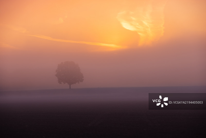 日落时分，天空下田野上的树木剪影图片素材