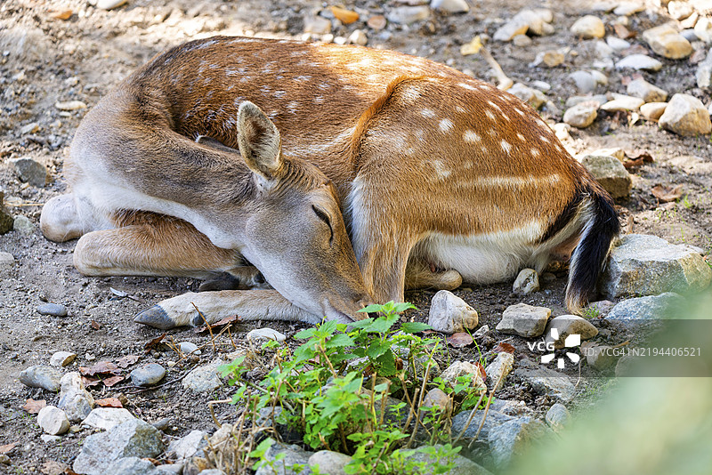 一只年轻的鹿安静地躺在地上，周围是石头和植物，施陶宾动物园，巴伐利亚州下部。图片素材