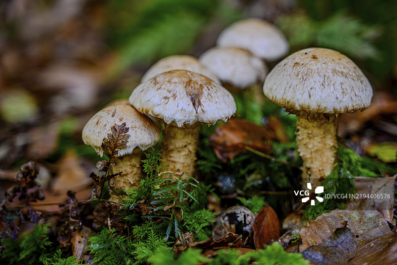 一群蘑菇在秋季的环境中生长，位于下巴伐利亚的佩尔巴赫谷，夹杂在苔藓和落叶之间。图片素材