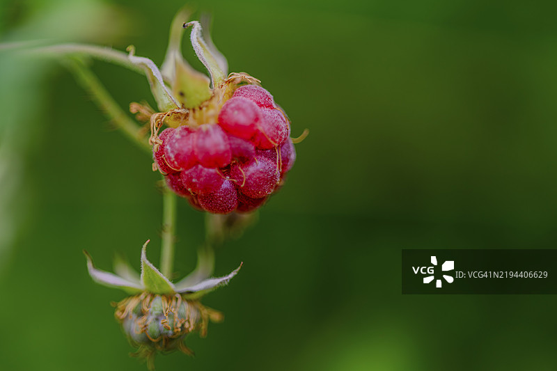 成熟的红覆盆子挂在枝头，背景为绿色，维希塔赫，巴伐利亚下部图片素材