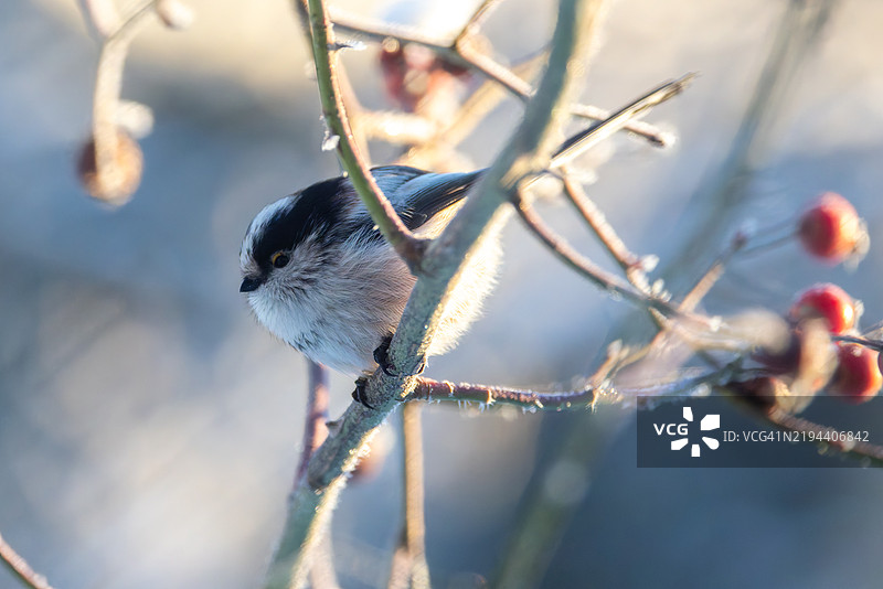 山雀栖息在树枝上的特写镜头图片素材