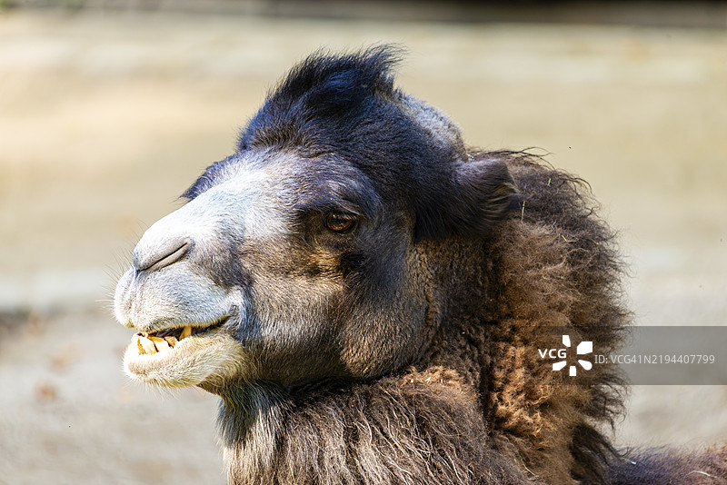 阳光下的单峰骆驼侧面轮廓，施特劳宾动物园，巴伐利亚州下部图片素材