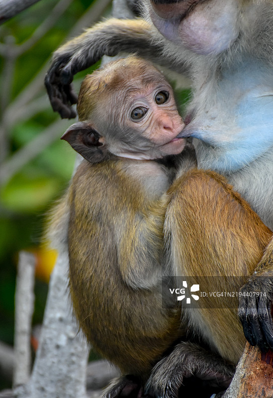 小猴子在喝母亲的奶，特写镜头图片素材
