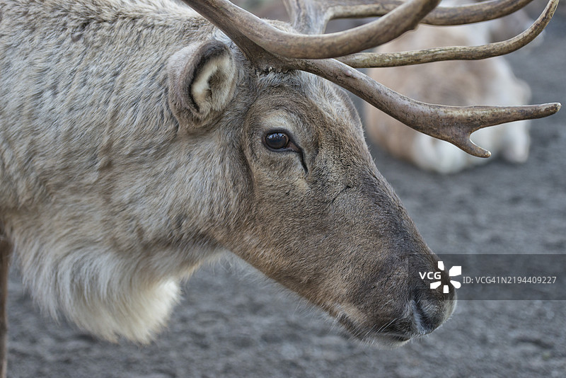 红鹿特写图片素材