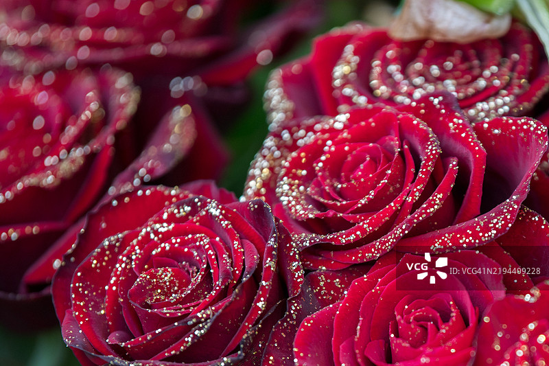 红色圣诞玫瑰特写细节图片素材