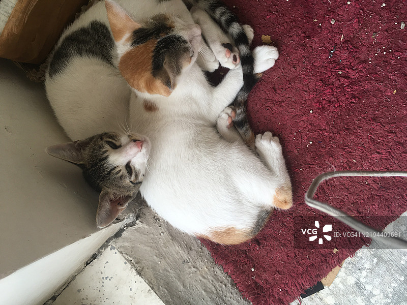 猫在高角度视角下睡觉图片素材