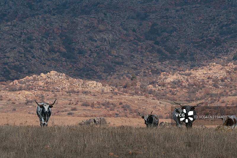 美国俄克拉荷马州科曼奇县的马景色图片素材