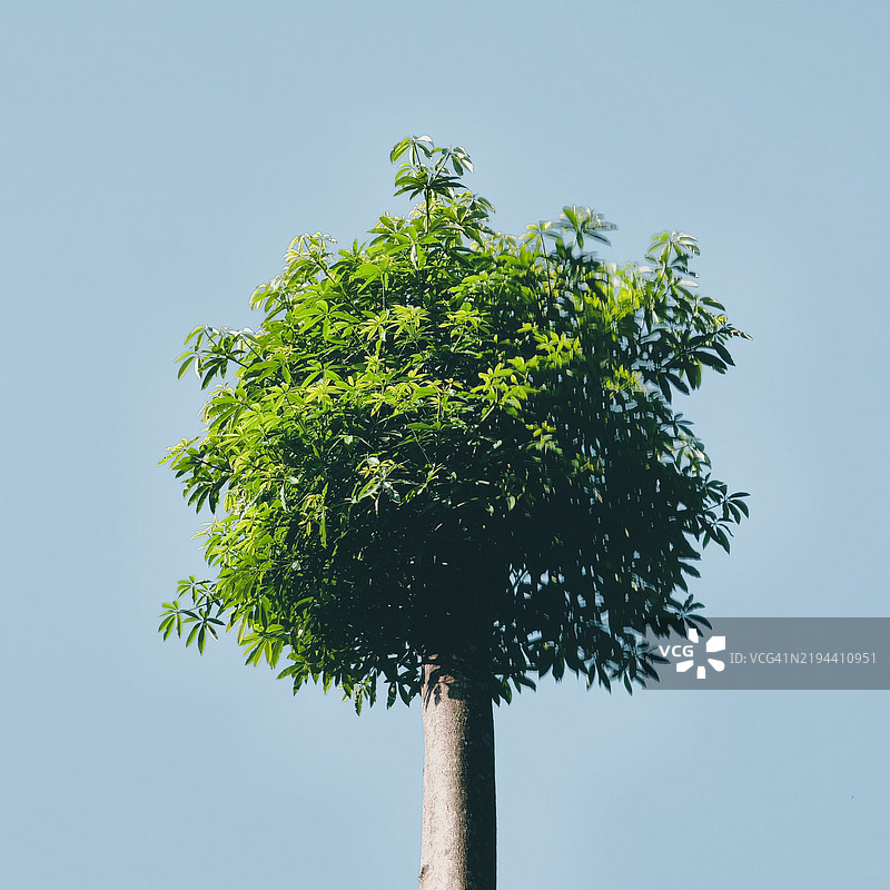 低角度视图的树木与天空相对照图片素材