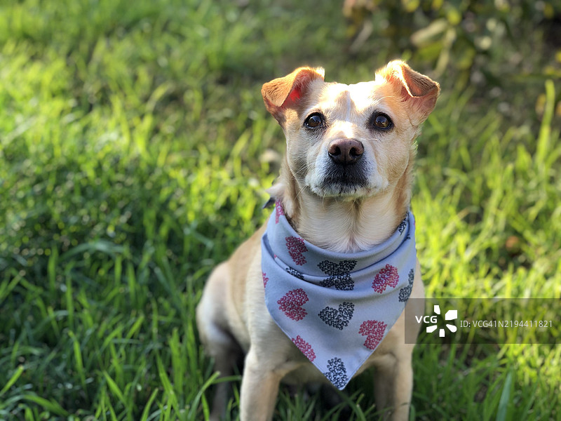 阳光谷，加利福尼亚州，美国，田野上的狗特写肖像图片素材