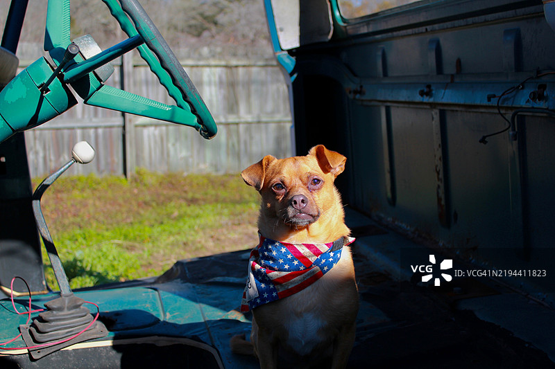 狗的特写肖像，加利福尼亚州阳光谷，美国图片素材