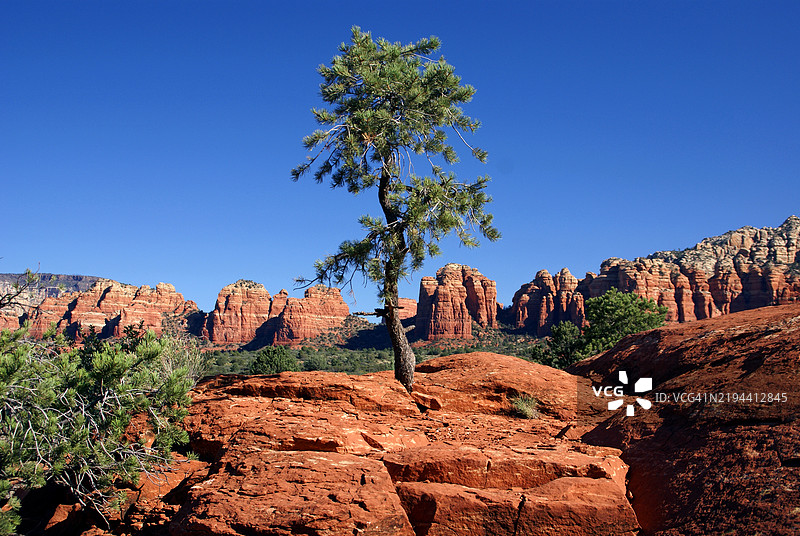 亚利桑那州美国的树木与晴朗蓝天的低角度视图图片素材