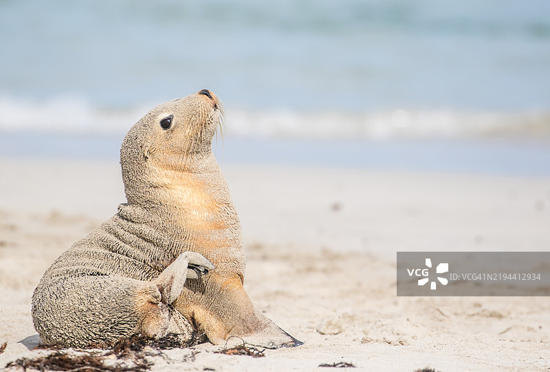 海滩上海狮的特写镜头图片素材