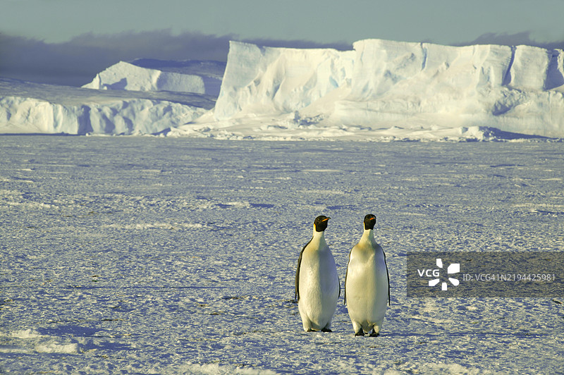 帝企鹅，阿德利企鹅，里瑟-拉尔森冰架图片素材