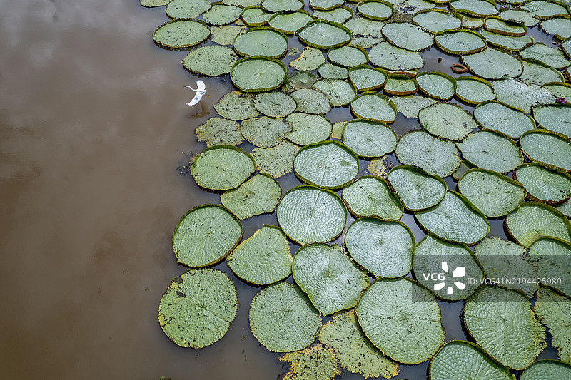 巴西的维多利亚亚马逊大水 lily与鸟的鸟瞰图图片素材