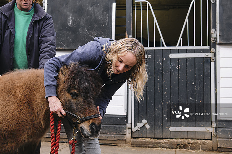 兽医在马厩里检查一匹谢特兰小马。图片素材