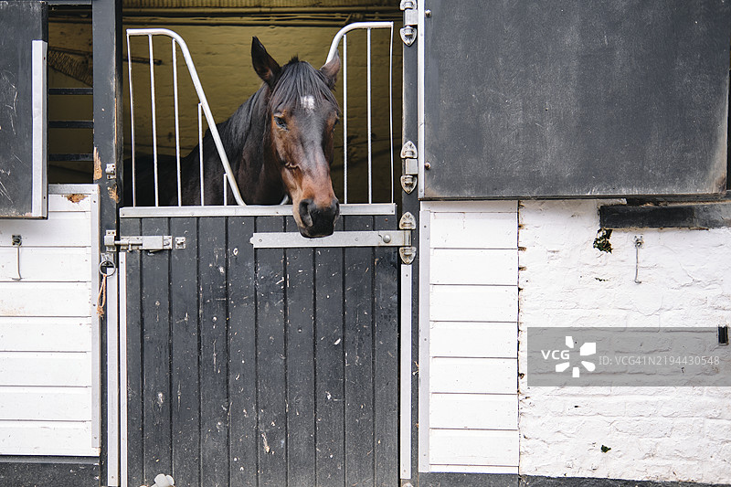 马把头伸出马厩的门外图片素材