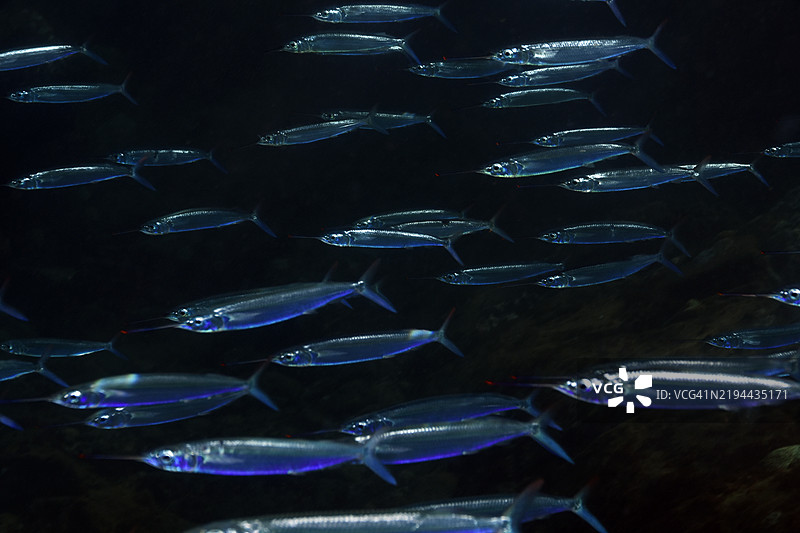 巴劳斯。图片素材