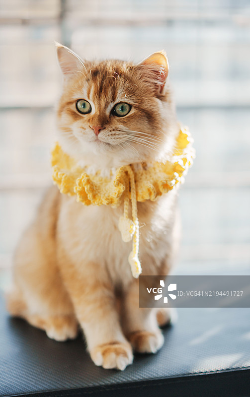 金色的英国短毛猫戴着一条黄色围巾图片素材