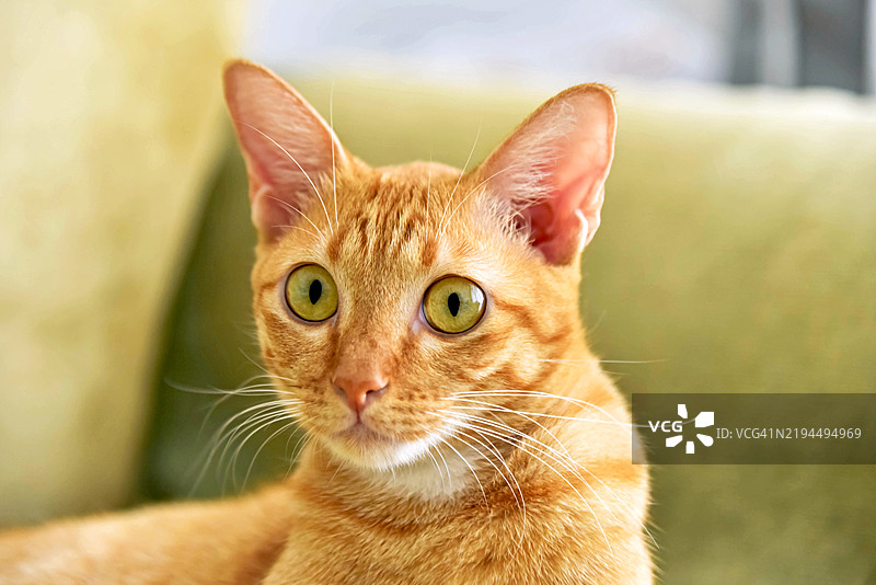 金眼的姜黄色猫咪在看着镜头图片素材