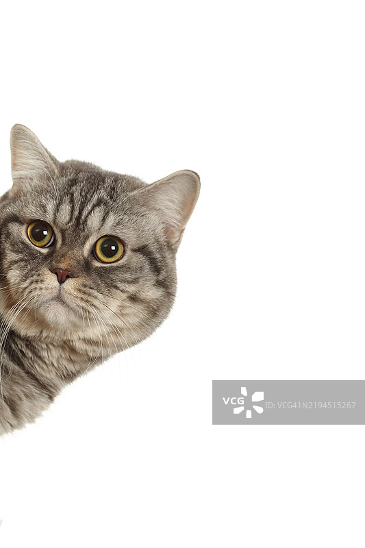 苏格兰折耳猫在角落偷偷窥视图片素材