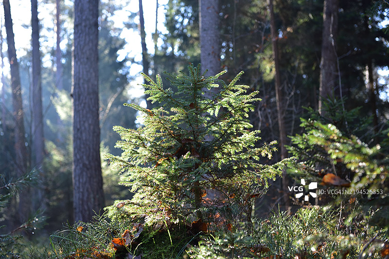 森林中的晨光图片素材