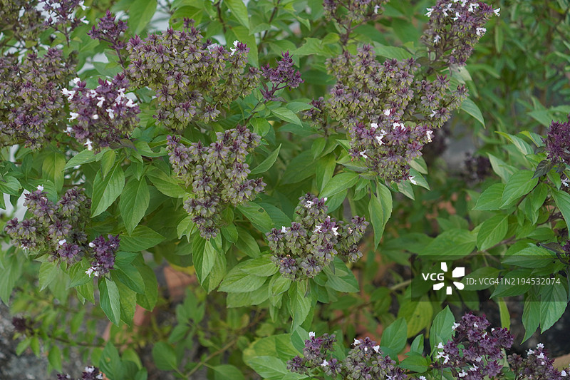 甜罗勒是浅绿色的，叶子宽大，而泰国罗勒则有紫色的茎和花朵，叶子呈矛状。图片素材