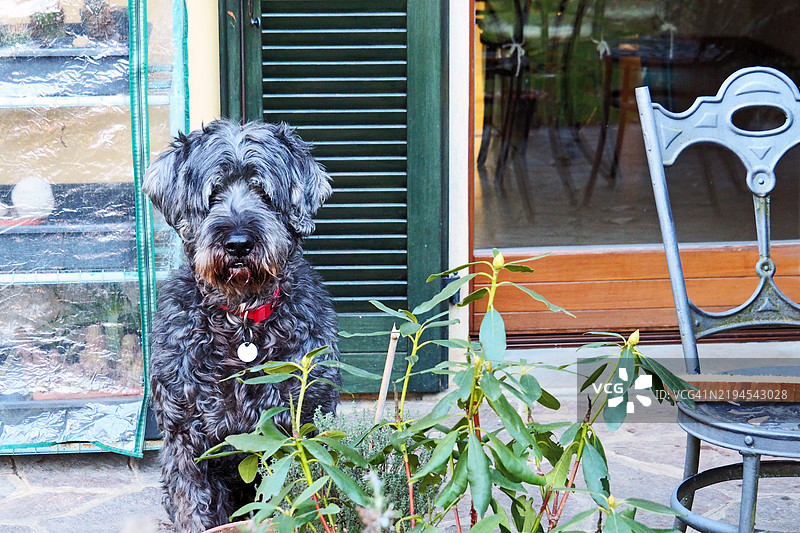 坐在厨房门前的牧羊犬，静静地观察着图片素材