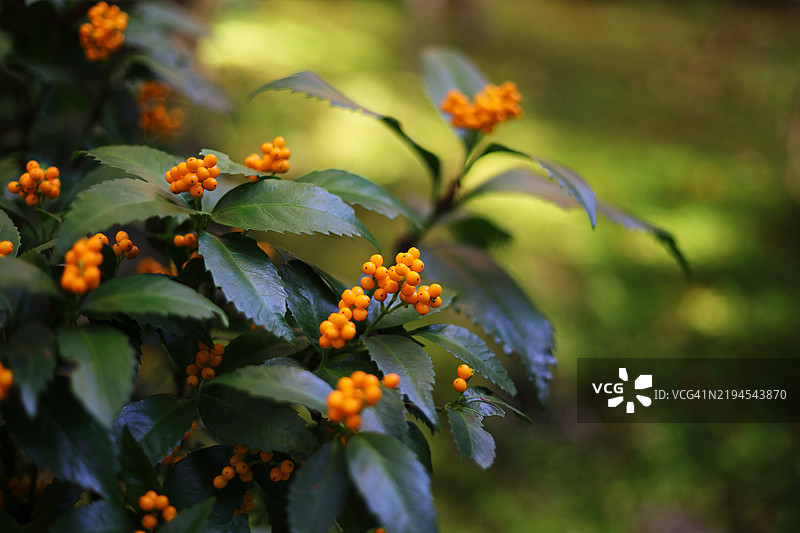 光滑的沙参植物（千丫）及其黄色橙色的果实，称为木实千丫，选择性聚焦图片素材
