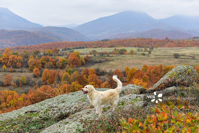 金毛寻回犬在如画的山景背景下，旅行与宠物的概念图片素材