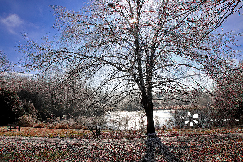 湖边被冰覆盖的树木图片素材