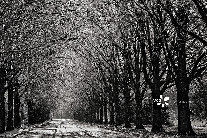 冰雪覆盖的树冠沿着道路延伸图片素材