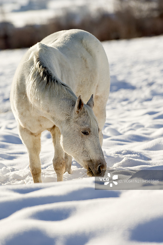 家养马宠物图片素材