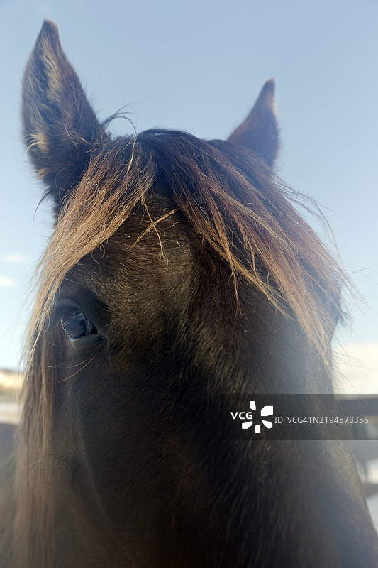 家养马宠物图片素材