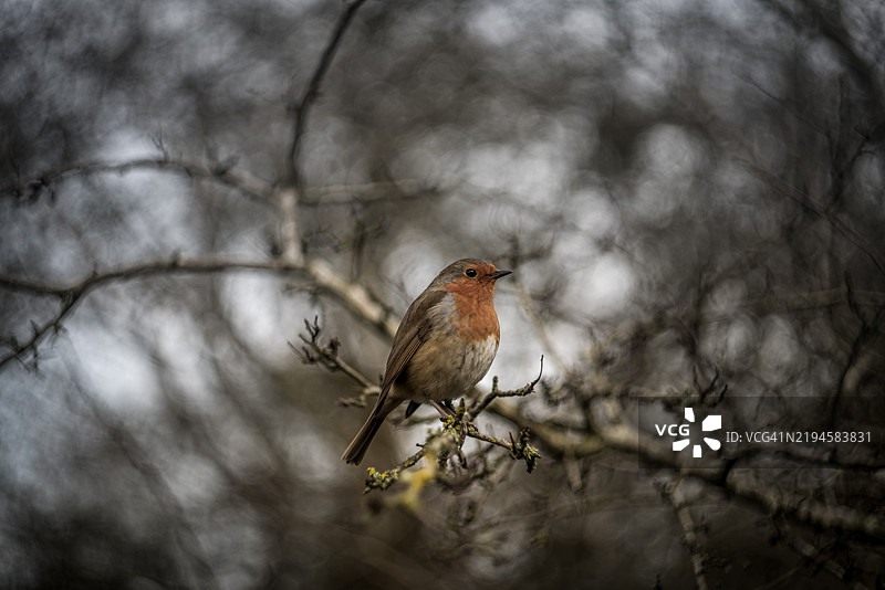 野生知更鸟图片素材